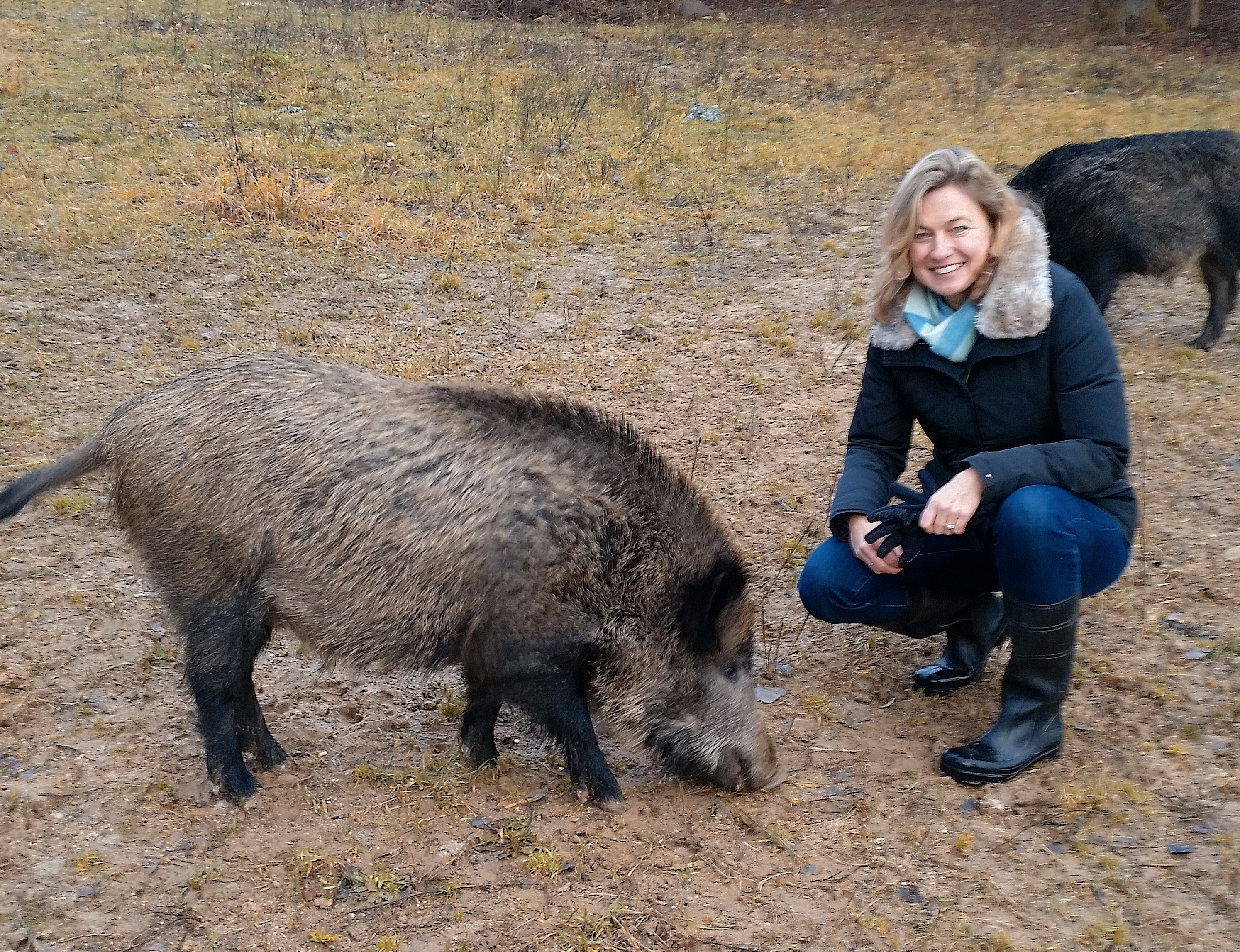 Begegnung mit Wildschweinen in freier Natur Foto